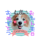 愛犬リンといちのゆるゆるスタンプ（個別スタンプ：23）