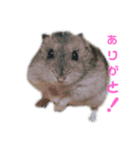 ハムスターのむむちゃん！（個別スタンプ：2）