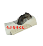 ハムスターのむむちゃん！（個別スタンプ：4）