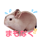 こっちゃんとむったん（個別スタンプ：6）