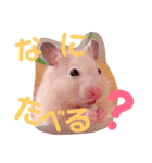 こっちゃんとむったん（個別スタンプ：13）