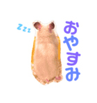 こっちゃんとむったん（個別スタンプ：16）
