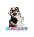 美少女猫の日常挨拶スタンプ3（個別スタンプ：1）