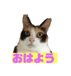 美少女猫の日常挨拶スタンプ3（個別スタンプ：2）