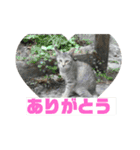 美少女猫の日常挨拶スタンプ3（個別スタンプ：3）