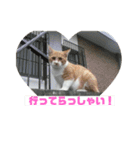 美少女猫の日常挨拶スタンプ3（個別スタンプ：6）