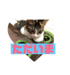 美少女猫の日常挨拶スタンプ3（個別スタンプ：7）