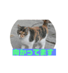 美少女猫の日常挨拶スタンプ3（個別スタンプ：8）