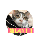 美少女猫の日常挨拶スタンプ3（個別スタンプ：9）