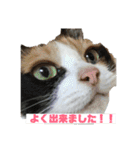 美少女猫の日常挨拶スタンプ3（個別スタンプ：10）
