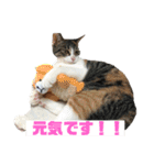 美少女猫の日常挨拶スタンプ3（個別スタンプ：11）