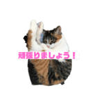 美少女猫の日常挨拶スタンプ3（個別スタンプ：14）