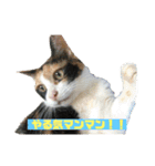 美少女猫の日常挨拶スタンプ3（個別スタンプ：15）
