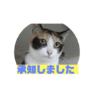 美少女猫の日常挨拶スタンプ3（個別スタンプ：18）