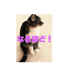 美少女猫の日常挨拶スタンプ3（個別スタンプ：19）