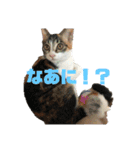 美少女猫の日常挨拶スタンプ3（個別スタンプ：20）