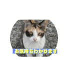 美少女猫の日常挨拶スタンプ3（個別スタンプ：22）