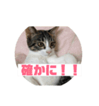 美少女猫の日常挨拶スタンプ3（個別スタンプ：23）