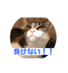 美少女猫の日常挨拶スタンプ3（個別スタンプ：25）