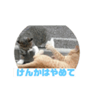 美少女猫の日常挨拶スタンプ3（個別スタンプ：26）