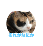 美少女猫の日常挨拶スタンプ3（個別スタンプ：28）