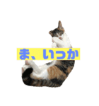 美少女猫の日常挨拶スタンプ3（個別スタンプ：29）
