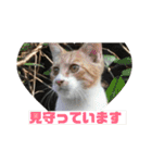 美少女猫の日常挨拶スタンプ3（個別スタンプ：30）