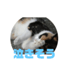 美少女猫の日常挨拶スタンプ3（個別スタンプ：31）