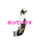 美少女猫の日常挨拶スタンプ3（個別スタンプ：32）