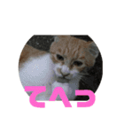 美少女猫の日常挨拶スタンプ3（個別スタンプ：33）