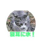 美少女猫の日常挨拶スタンプ3（個別スタンプ：35）