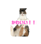 美少女猫の日常挨拶スタンプ3（個別スタンプ：36）