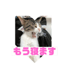 美少女猫の日常挨拶スタンプ3（個別スタンプ：37）