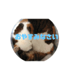 美少女猫の日常挨拶スタンプ3（個別スタンプ：38）