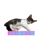 美少女猫の日常挨拶スタンプ3（個別スタンプ：39）
