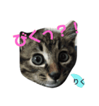 ネコにゃんすたんぷ（個別スタンプ：4）