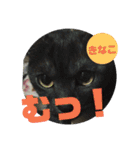 ネコにゃんすたんぷ（個別スタンプ：10）
