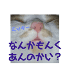 ネコにゃんすたんぷ（個別スタンプ：11）