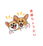 コーギー かえで（個別スタンプ：10）