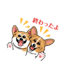 コーギー かえで（個別スタンプ：11）