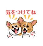 コーギー かえで（個別スタンプ：14）