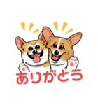 コーギー かえで（個別スタンプ：16）
