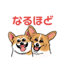 コーギー かえで（個別スタンプ：33）