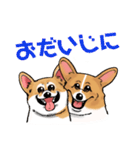 コーギー かえで（個別スタンプ：35）
