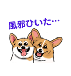 コーギー かえで（個別スタンプ：37）