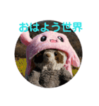 あらいぐまのラッキー（個別スタンプ：2）