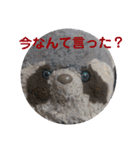 あらいぐまのラッキー（個別スタンプ：3）