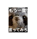 あらいぐまのラッキー（個別スタンプ：4）