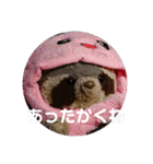 あらいぐまのラッキー（個別スタンプ：5）
