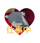 あらいぐまのラッキー（個別スタンプ：6）